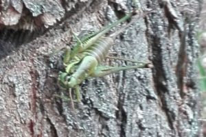 img-20161110-wa0021