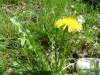 1c_primavera_longhena_2011012011