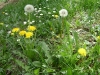 1c_primavera_longhena_2011032011