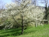 1c_primavera_longhena_2011042011