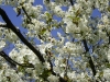 1c_primavera_longhena_2011072011