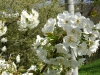 1c_primavera_longhena_2011092011