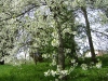 1c_primavera_longhena_2011112011