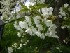 1c_primavera_longhena_2011122011