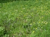 1c_primavera_longhena_2011132011