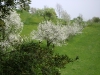 1c_primavera_longhena_2011142011